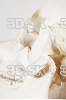 Skull photo reference 0051